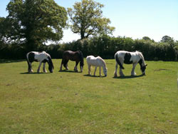 Retirement Livery services at Balterley Stables