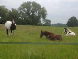 Retirement Livery services at Balterley Stables