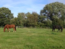 Retirement Livery services at Balterley Stables