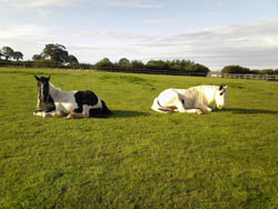Retirement Livery services at Balterley Stables