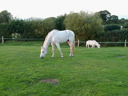 Retirement Livery services at Balterley Stables